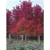山东美国红枫施肥