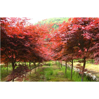 山东红枫