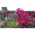 山东红叶紫薇x 