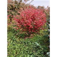 山东美国红枫种植价值