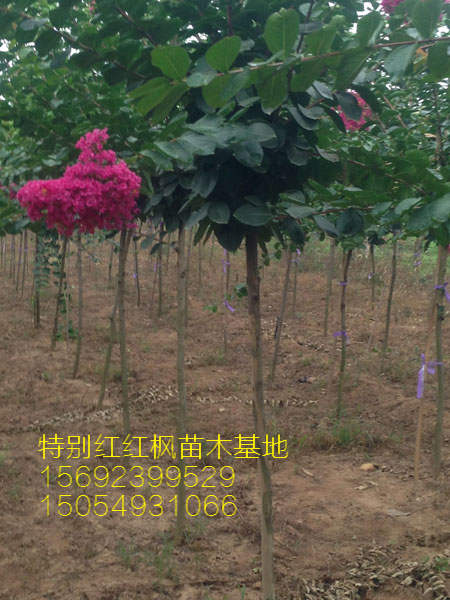 美国红乔薇 (3) 