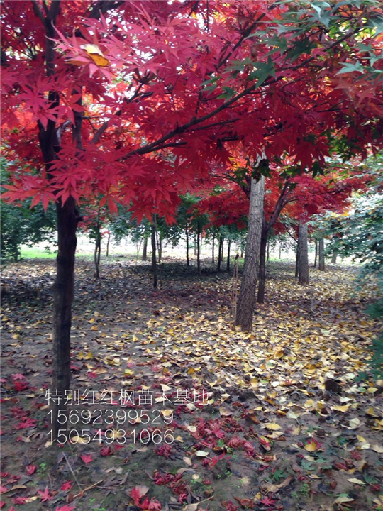 中国红枫@山东红枫@ 
