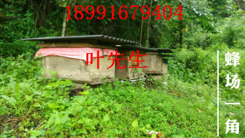 陕西土蜜蜂养基地-陕西土蜜蜂养殖