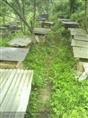 蜜蜂养殖技术、蜜蜂过箱技术、取蜜技术、土蜜蜂的四季管理、蜜蜂养殖场 