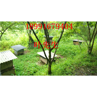 陕西土蜜蜂养基地哪家技术好
