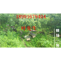 陕西哪里有养殖土蜜蜂