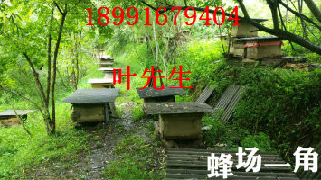 陕西土蜜蜂养殖-致富经