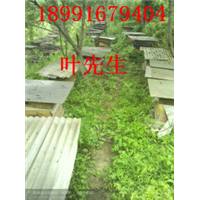 商洛土蜜蜂养殖★宝鸡土蜜蜂养殖