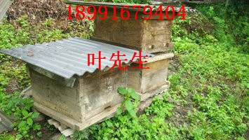 陕西土蜜蜂养基地哪家技术**