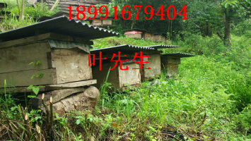 陕西土蜂蜜|土蜂蜜真假辨别方法一 