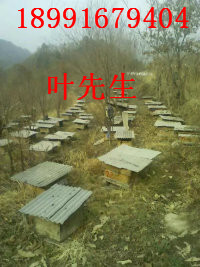安康土蜜蜂养殖*