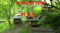 陕西土蜜蜂养基地哪家技术强