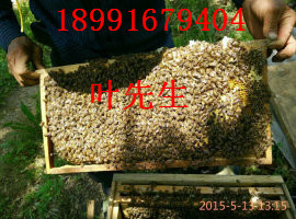 陕西土蜜蜂