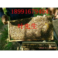 陕西土蜜蜂
