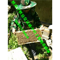 土蜂蜜、土蜜蜂、蜂蜜、蜜蜂养殖 
