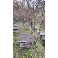 土蜂蜜养殖，养殖前准备