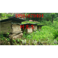 陕西土蜜蜂养殖-土蜜蜂养殖技术