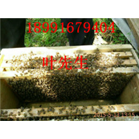 陕西宁陕县皇冠镇小叶土蜜蜂养殖场&