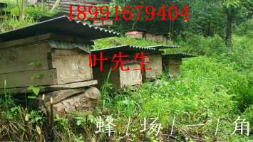 陕西土蜜蜂养殖-土蜜蜂养殖技术