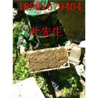 甘肃土蜜蜂养殖&