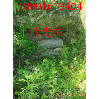 陕西土蜜蜂养殖#