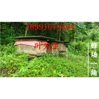 陕西土蜜蜂养殖基地