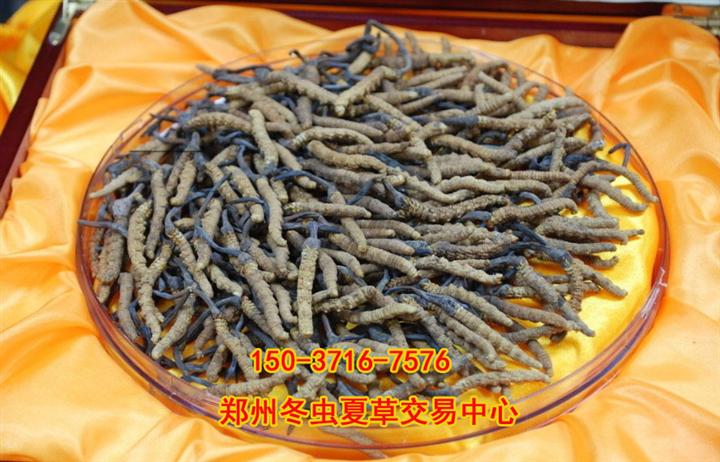 郑州高价回收冬虫夏草-郑州