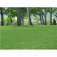 屯昌夏威夷草建植工程 