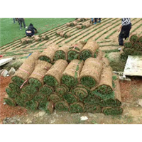 三亚夏威夷草皮批发 