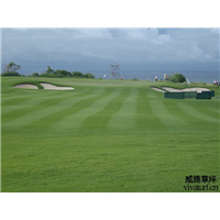 白沙夏威夷草种植基地 