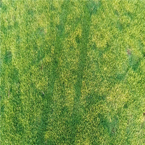 海口海湾草皮供应 