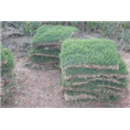 三沙草皮基地 