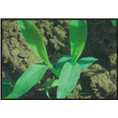 海南大叶油草批发 