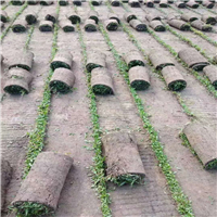 五指山海湾草基地 