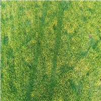 海口海湾草皮供应 