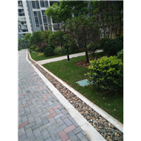 三沙夏威夷草皮供应 