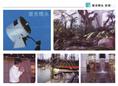 玻光.跳泉喷头1/广西喷泉/广西喷灌设备/南宁喷泉/南宁喷灌设备 