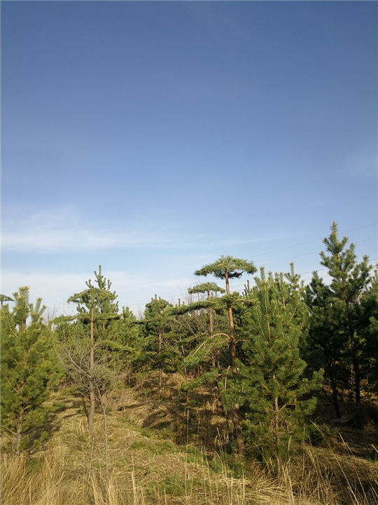 内蒙古造型油松