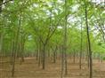 速生白蜡|山东白蜡基地|山东国槐直销商|山东法桐销售