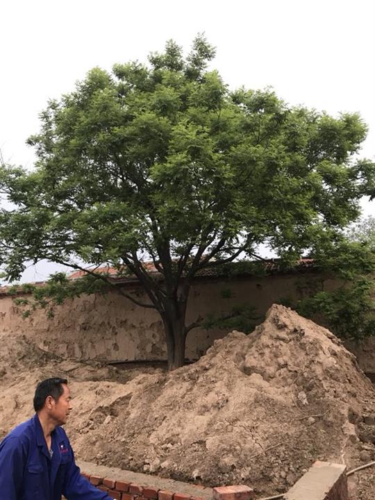 大规格白蜡 
