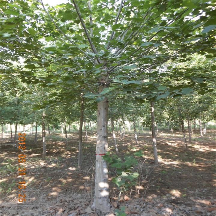 山东白蜡小苗%山东国槐基地@山东绿化苗木@