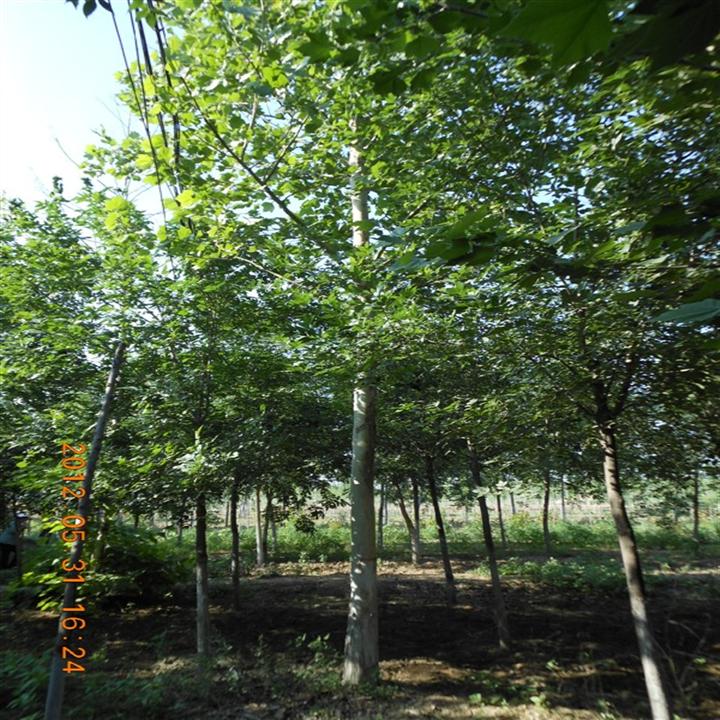 山东白蜡小苗%山东国槐基地@山东绿化苗木@