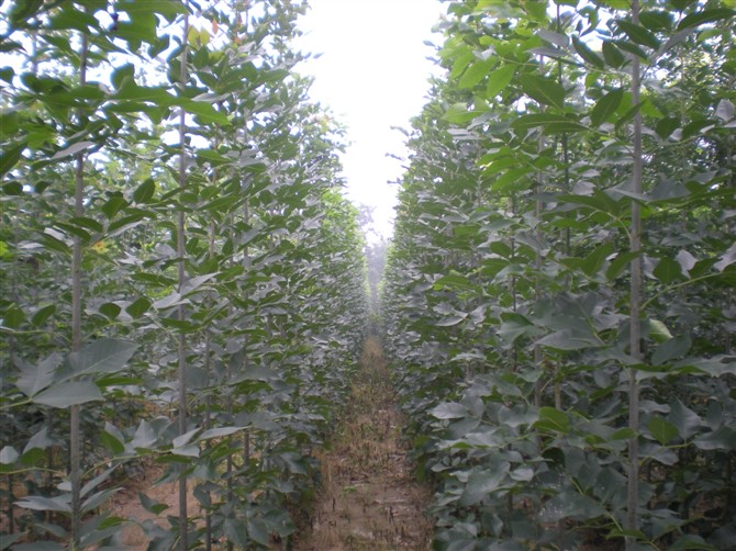 出售白蜡（供应国槐（山东**的国槐白蜡（