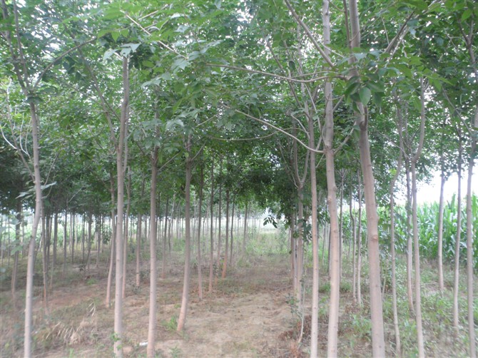 山东白蜡小苗%山东国槐基地@山东绿化苗木@