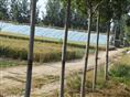 山东国槐白蜡基地&白蜡国槐直销商&榆树柳树供应
