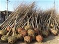 出售白蜡（供应国槐（山东**的国槐白蜡（
