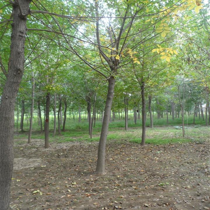 山东白蜡小苗%山东国槐基地@山东绿化苗木@