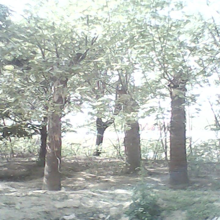 山东优质白蜡*山东优质国槐**山东速生白蜡批发