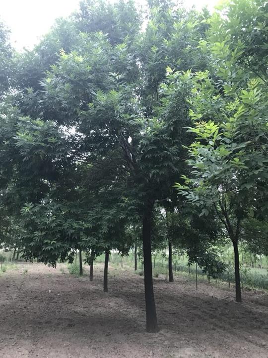 大叶白蜡 