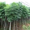 白蜡